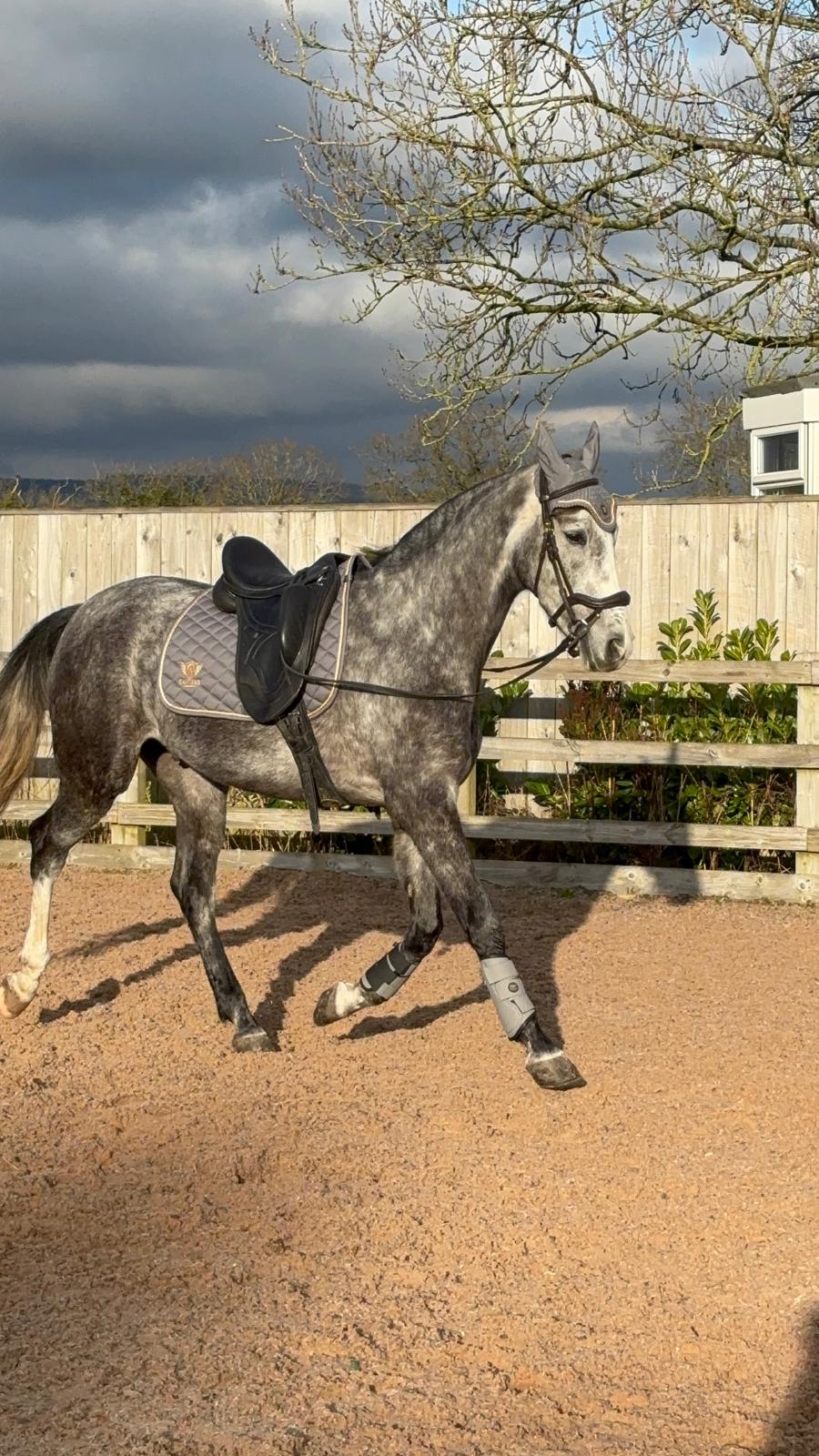 CanterX Performance Saddle Pad