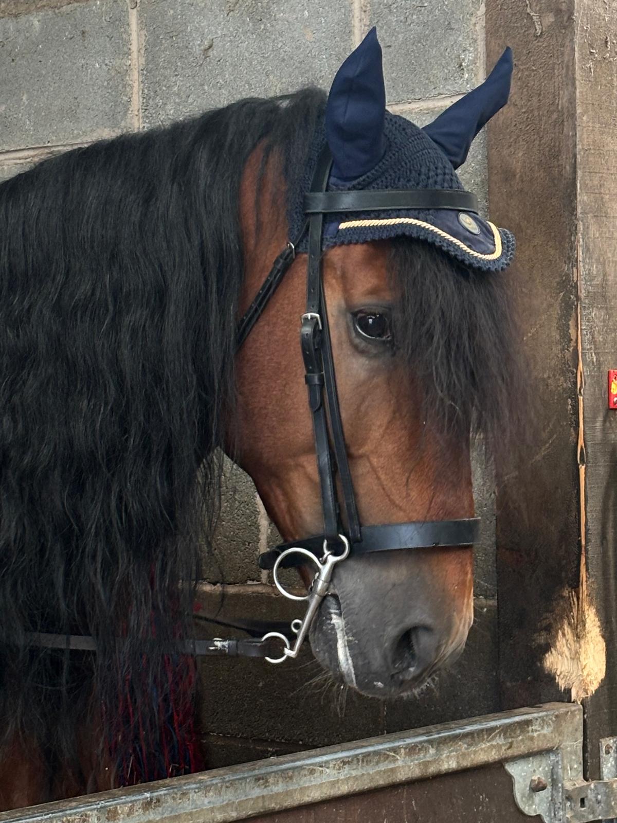 CanterX Classic Ear Bonnet (Navy Blue)